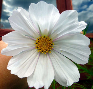 Cosmos bipinnatus <br>COSMOS 'CANDYFLOSS WHITE'