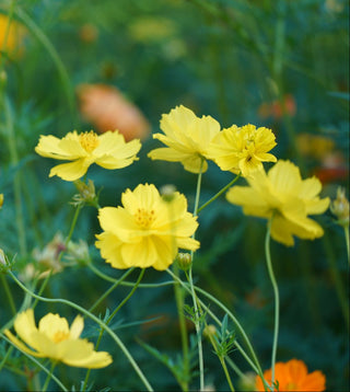 Cosmos sulphureus COSMOS LEMON-YELLOW DWARF