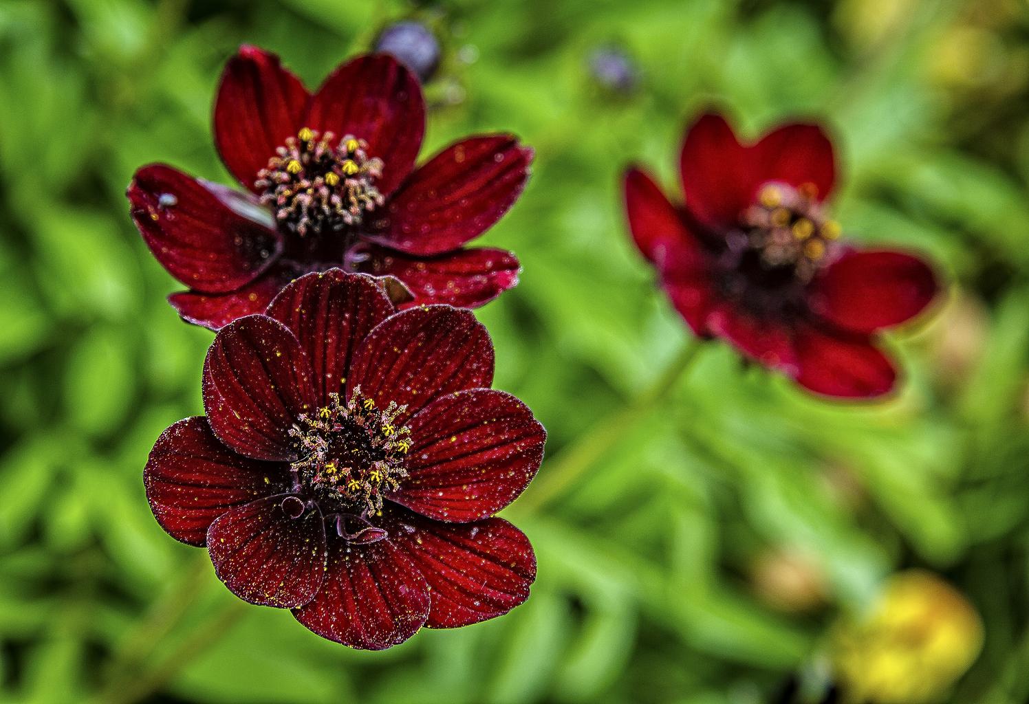 Cosmos atrosanguineus COSMOS CHOCOLATE 'BLACK MAGIC' – Ferri Seeds