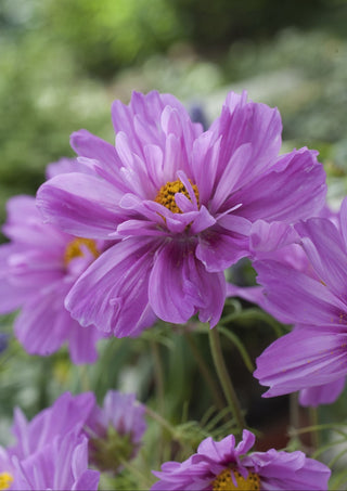 Cosmos fizzy pink