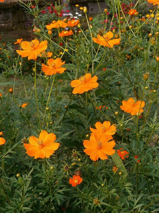 Cosmos sulphureus <br>COSMOS ORANGE