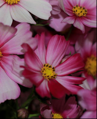 Cosmos <br>COSMOS VELOUETTE