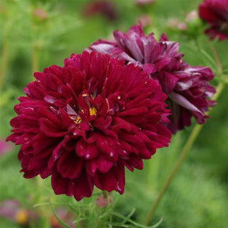 Cosmos bipinnatus <br>DOUBLE CRANBERRIES COSMOS