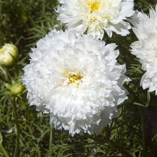 Cosmos bipinnatus <br>DOUBLE SNOW PUFF WHITE COSMOS