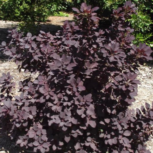 Cotinus coggygria PURPLE SMOKE TREE Ferri Seeds Cotinus coggygria PURPLE SMOKE TREE Ferri Seeds