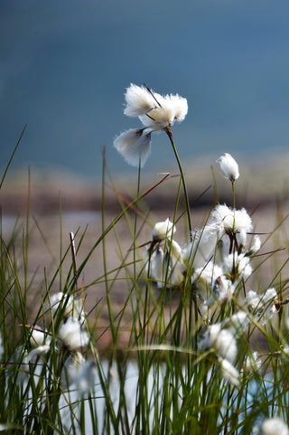 Eriophorum angustifolium <br>COTTON GRASS