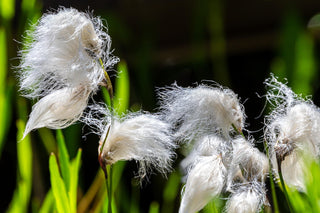 Eriophorum angustifolium <br>COTTON GRASS