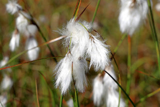 Eriophorum angustifolium <br>COTTON GRASS