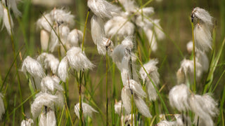 Eriophorum angustifolium <br>COTTON GRASS