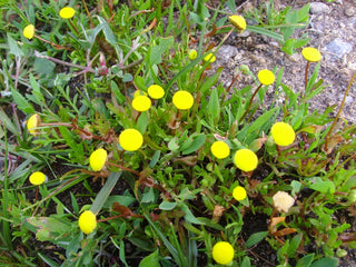 Cotula coronopifolia <br>BRASS BUTTONS