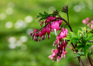 Dicentra spectabilis <br>PINK BLEEDING HEART