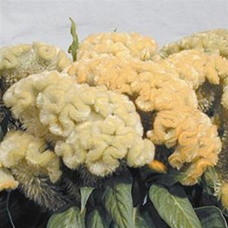 Celosia spicata <br>CELOSIA CRAMERS LEMON LIME