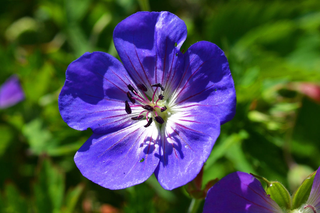 Geranium <br>GERANIUM BUXTON'S BLUE Perennial