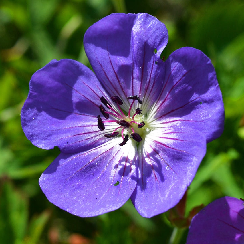 blue geranium seeds Geranium GERANIUM BUXTON'S BLUE Perennial – Ferri Seeds