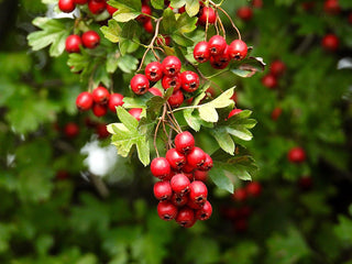 Crataegus laevigata <br>ENGLISH HAWTHORN