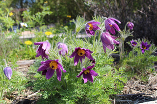 Pulsatilla vulgaris <br>PASQUE FLOWER MIX, CUTLEAF ANEMONE