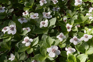 Cornus nuttallii <br>PACIFIC DOGWOOD