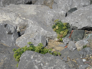 Crithmum maritimum <br>ROCK SAMPHIRE, SEA SAMPHIRE, SEA FENNEL