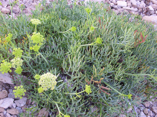 Crithmum maritimum <br>ROCK SAMPHIRE, SEA SAMPHIRE, SEA FENNEL