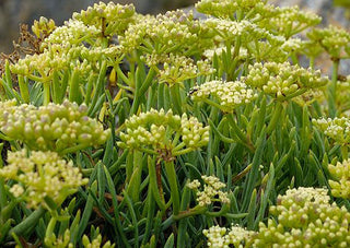 Crithmum maritimum <br>ROCK SAMPHIRE, SEA SAMPHIRE, SEA FENNEL