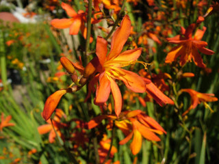 Crocosmia <br>CROCOSMIA MONTBRETIA ORANGE ORANGEROT