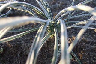 Crocus sativus <br>SAFFRON BULBS (not seeds)