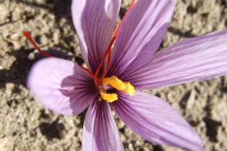 Crocus sativus <br>SAFFRON BULBS (not seeds)