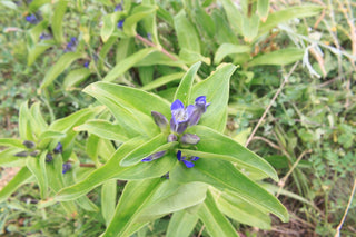 Gentiana cruciata <br>CROSS GENTIAN