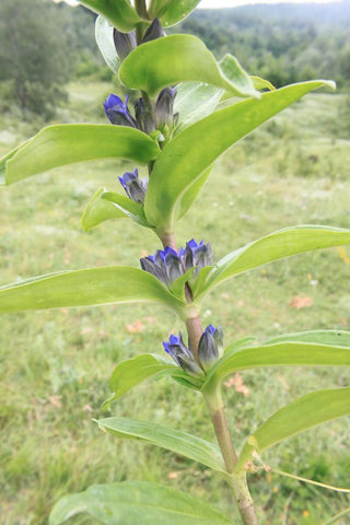 Gentiana cruciata <br>CROSS GENTIAN