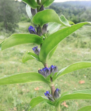 Gentiana cruciata <br>CROSS GENTIAN