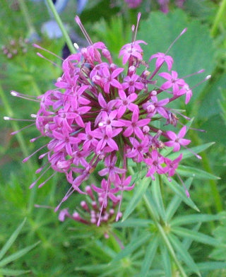 Phuopsis stylosa <br>CREEPING CROSSWORT