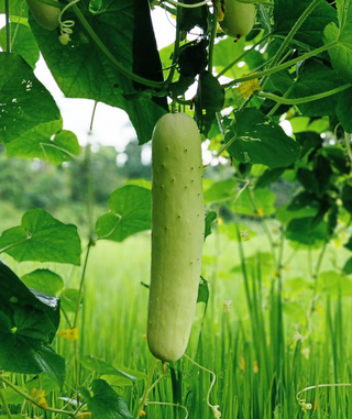 Cucumis sativus <br>CUCUMBER WHITE