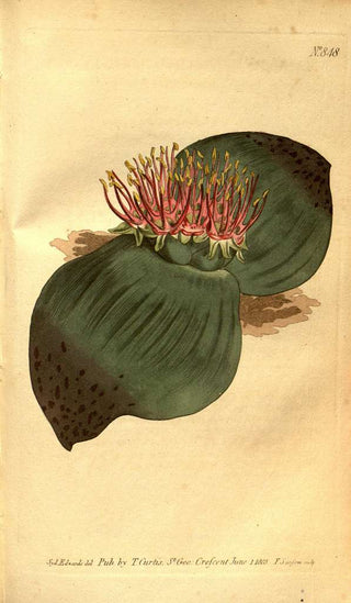 Massonia depressa <br>HEDGEHOG LILY