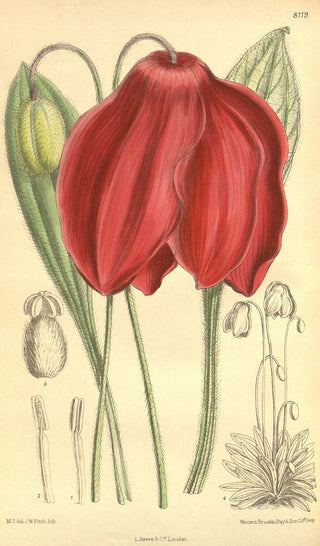 Meconopsis punicea <br>SICHUAN SILK POPPY, RED HIMALAYAN POPPY