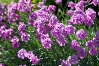 Dianthus plumarius roseus <br>DIANTHUS DOUBLE PINK, COTTAGE PINKS