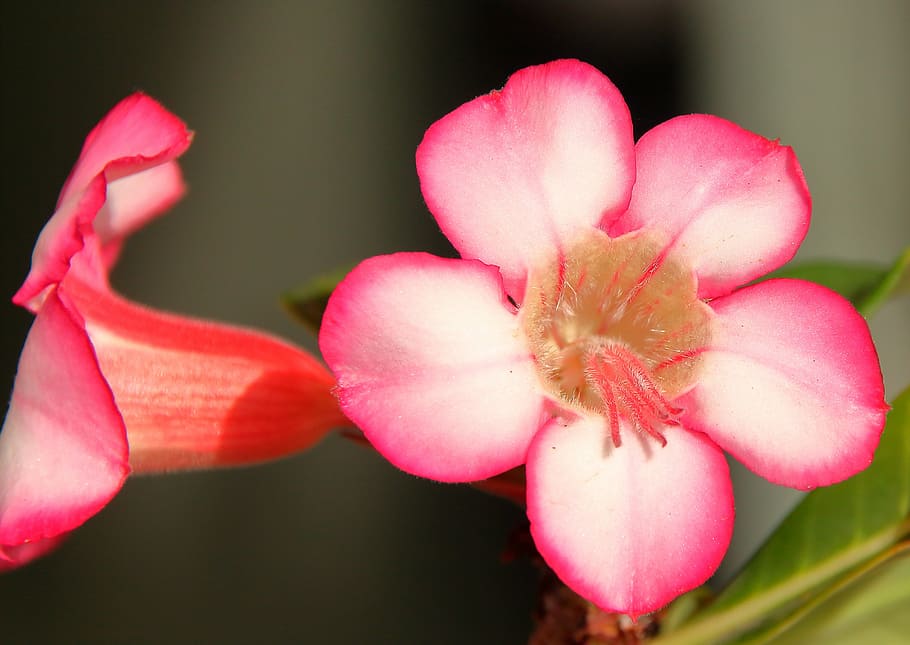 PEACH DESERT ROSE MIX Adenium obesum – Ferri Seeds