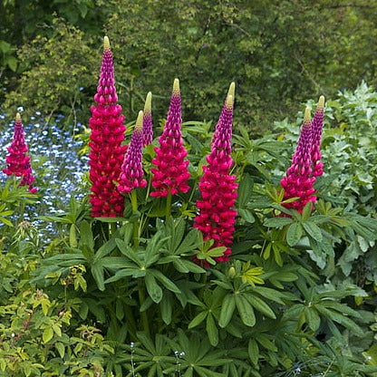 MINI RED LUPIN Gallery Lupinus nanus – Ferri Seeds