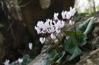 Cyclamen <br>HARDY CYCLAMEN SPECIES MIX