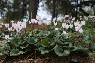 Cyclamen <br>HARDY CYCLAMEN SPECIES MIX
