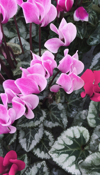 Cyclamen graecum <br>GREEK CYCLAMEN