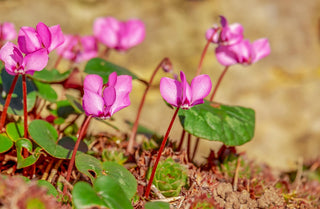 Cyclamen <br>HARDY CYCLAMEN SPECIES MIX