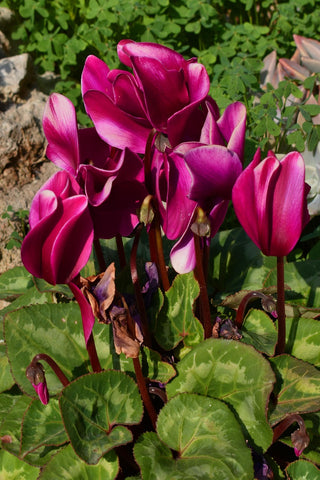 Cyclamen <br>HARDY CYCLAMEN SPECIES MIX
