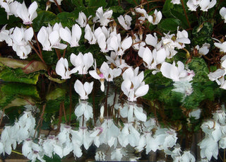 Cyclamen <br>HARDY CYCLAMEN SPECIES MIX