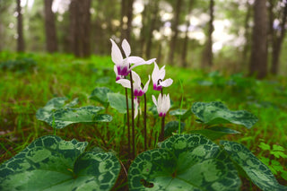 Cyclamen <br>HARDY CYCLAMEN SPECIES MIX