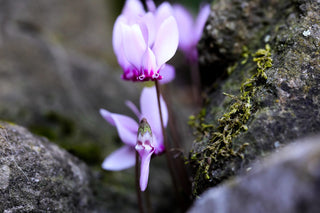 Cyclamen <br>HARDY CYCLAMEN SPECIES MIX