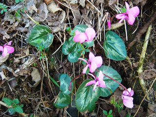 Cyclamen coum <br>PATTERN LEAF CYCLAMEN MIX