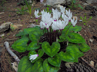 Cyclamen <br>HARDY CYCLAMEN SPECIES MIX