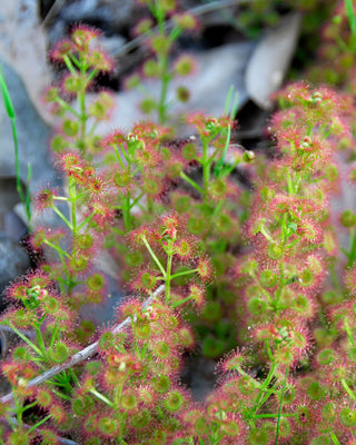 Drosera stolonifera <br>LEAFY SUNDEW