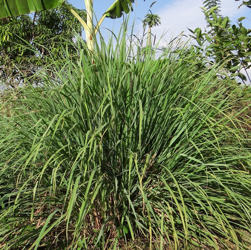 citronella plant seeds for sale Cymbopogon nardus LEMON GRASS – Ferri Seeds