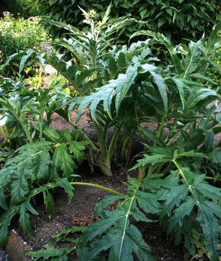 Cynara cardunculus <br>CARDOON